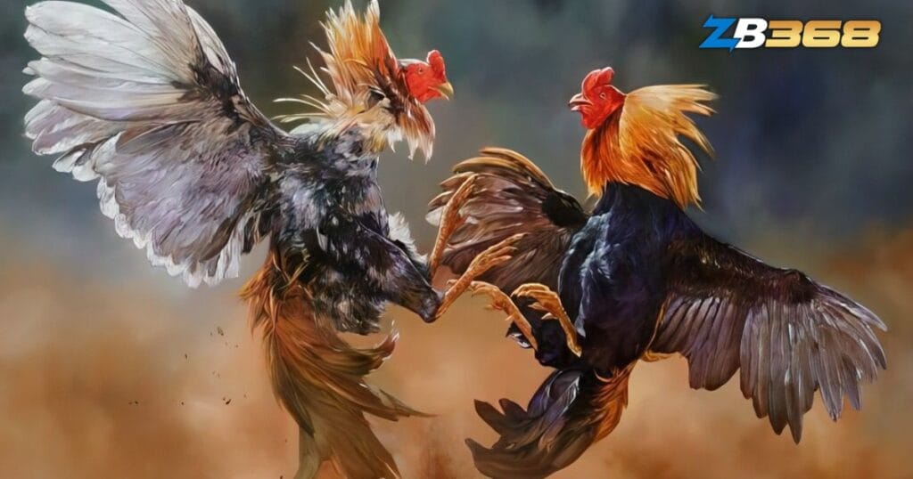 Cách Chơi Đá Gà Thomo Trực Tuyến Tại ZB368