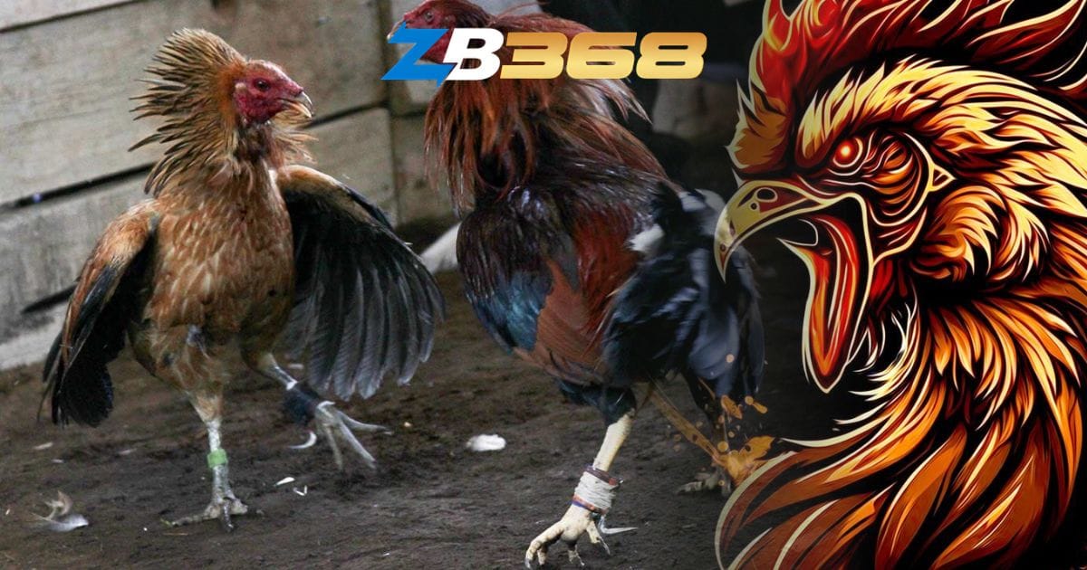 Hướng Dẫn Sảnh Đá Gà Cựa Sắt Philippines – Thể Thức & Cách Cược